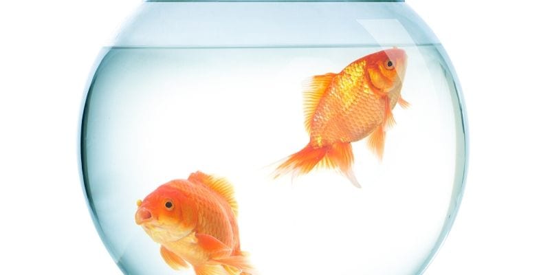 Image of a fishbowl with 2 fish