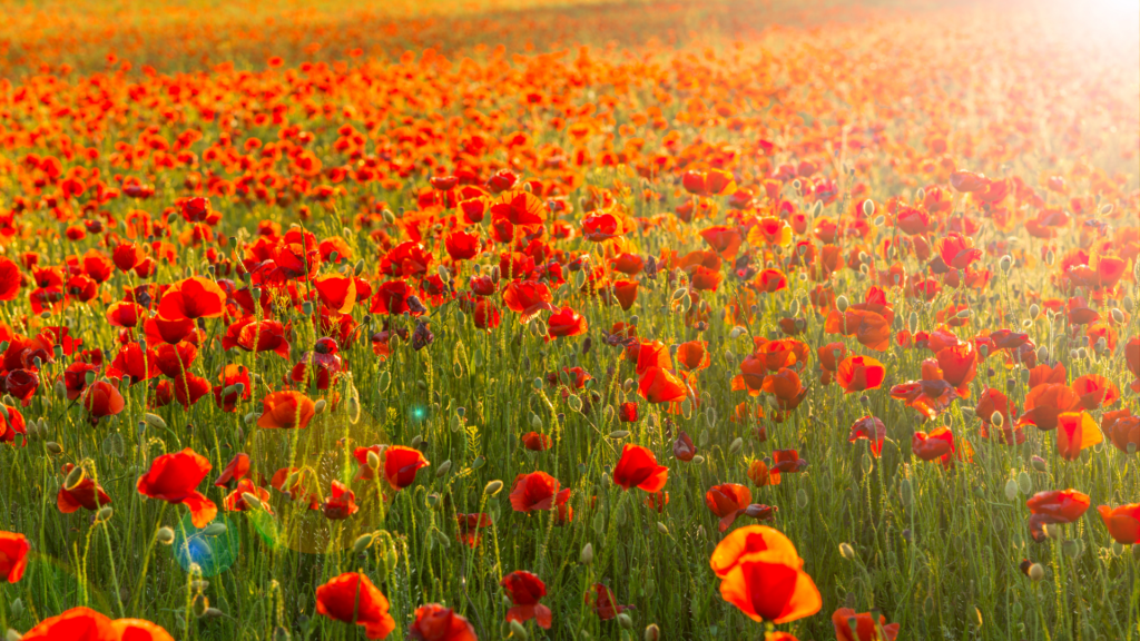 Image of poppy field