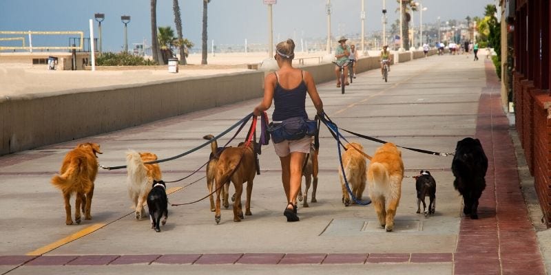 Dog Walker - 10 Summer Side Hustles You Need To Try