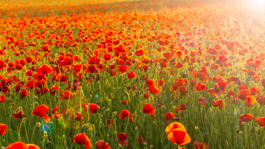 Image Field of poppies