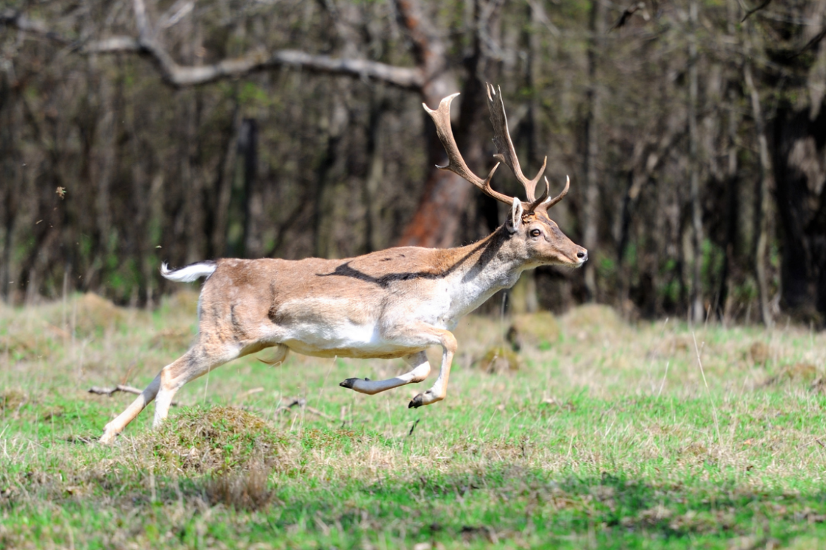 Bambi had a close call with an airplane, narrowly avoiding being cut to shreds by propeller blades as it bounded across the runway at the same time a small plane was landing. See the close call here.