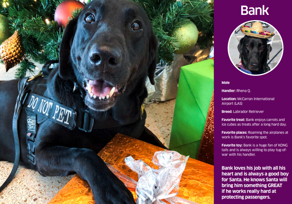 The 2021 TSA Dog Calendar is out and it's pretty cute (you can download