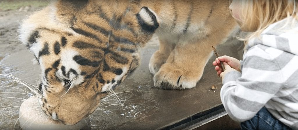 a tiger eating something from a hand