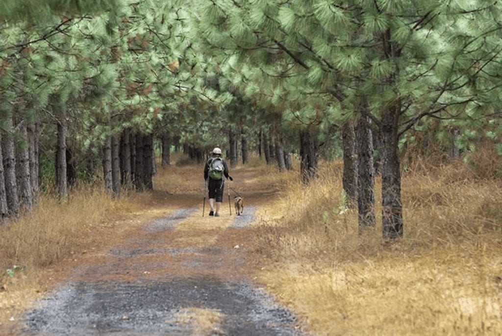 a person walking with a dog on a trail