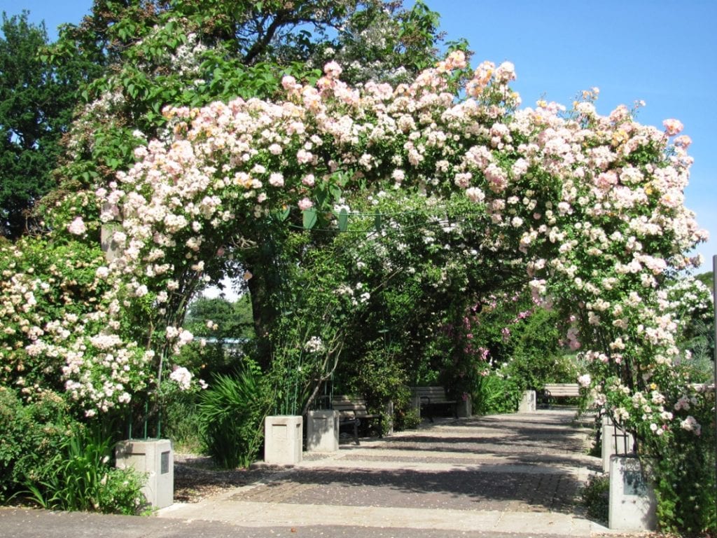 a walkway with white and pink flowers