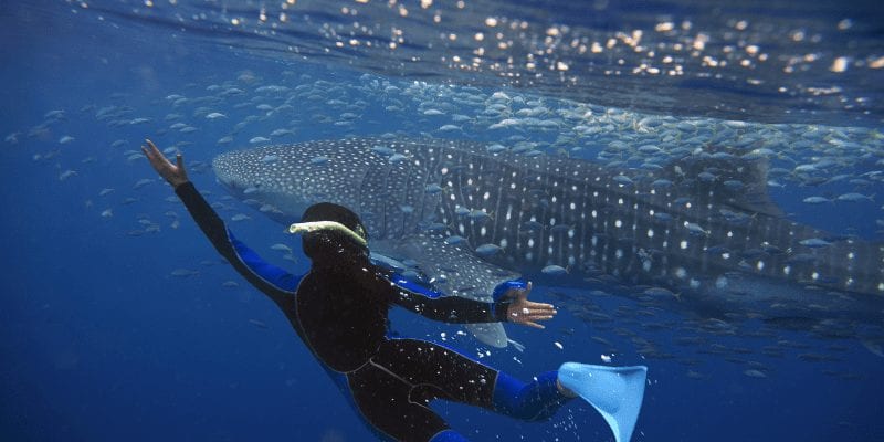 unique things to do in Cancun whale sharks
