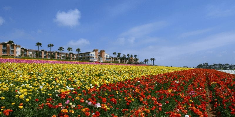 Carlsbad Flower Fields - unique things to do in Carlsbad