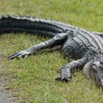 Alligator causes flight delay as it saunters across runway