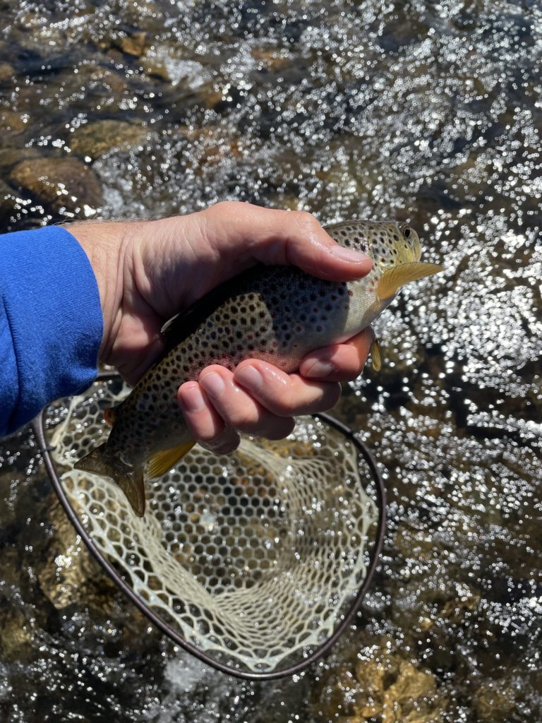 Image of a brown trout on Arkansas River