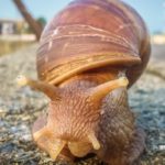 Giant snail escapes at airport, authorities find 92 more